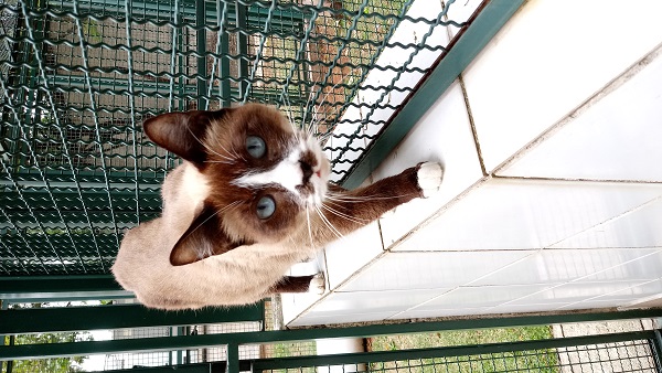 #PraCegoVer: Fotografia da gatinha Gisele (Gigi). Ela é marrom com algumas manchas na cor branca, e tem os olhinhos azuis. Ela está olhando atentamente para a câmera.